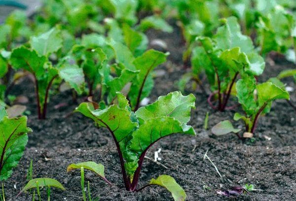 Jeunes betteraves
