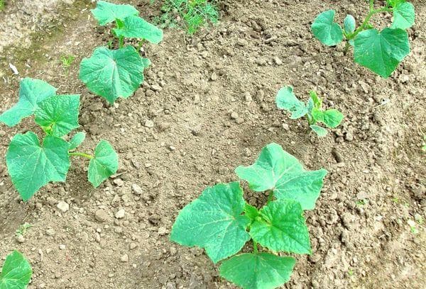 Pousses de concombre