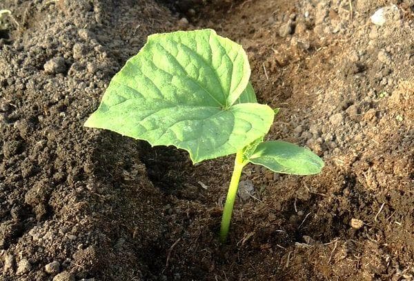 Plantes qui peuvent être plantées après Trinity et obtenir une récolte