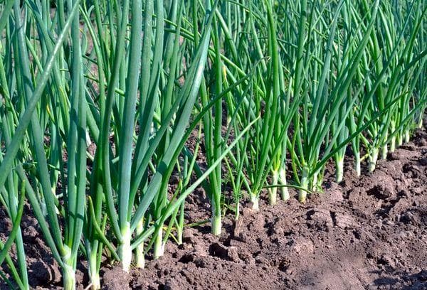 Oignons et oignons vivaces