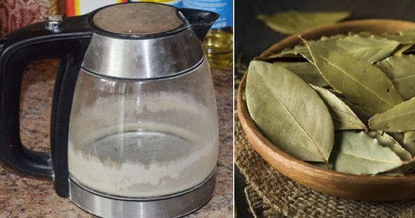 Feuille de laurier pour détartrer dans une bouilloire