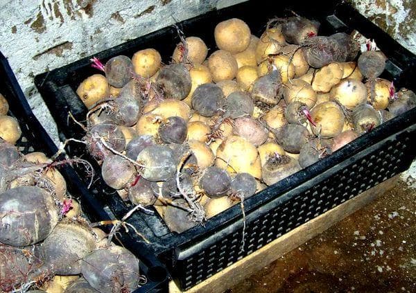 Conserver les betteraves dans les pommes de terre