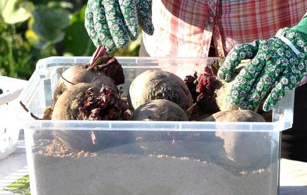 Conserver les betteraves dans le sable