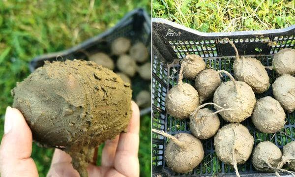 Conserver les betteraves dans l'argile