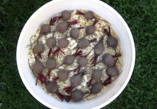 Conserver les betteraves dans la sciure de bois