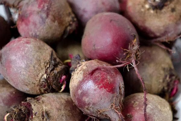 Betteraves fraîches