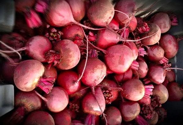 Stockage des betteraves