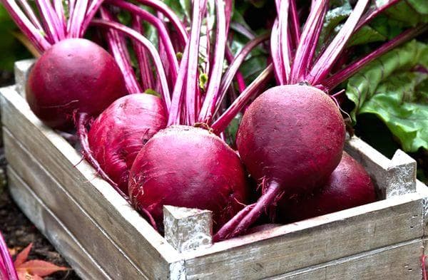 Betterave en boîte