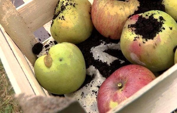Pommes dans le stockage au sol
