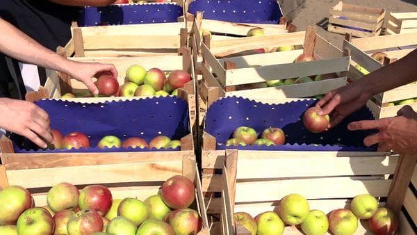 Cueillette et tri des pommes