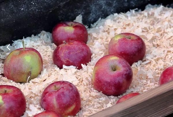 Conserver les pommes dans la sciure de bois