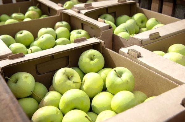 Pommes vertes en boîtes