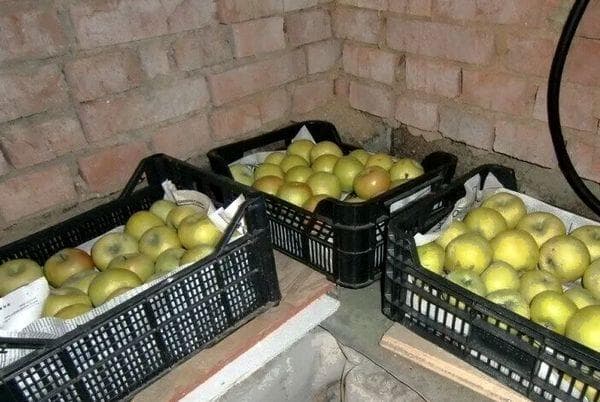 Caisses de pommes dans la cave