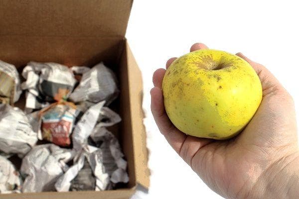 Préparer les pommes pour le stockage