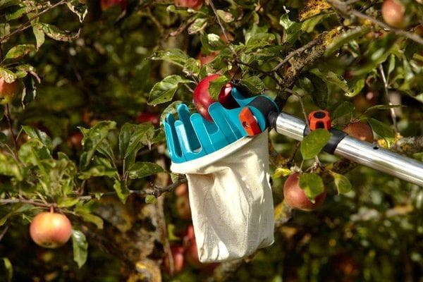 Retirer les pommes d'un arbre