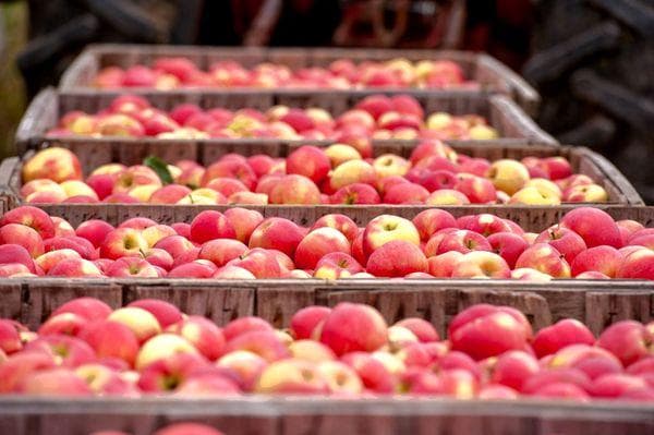 Stockage des fruits pour les pommes