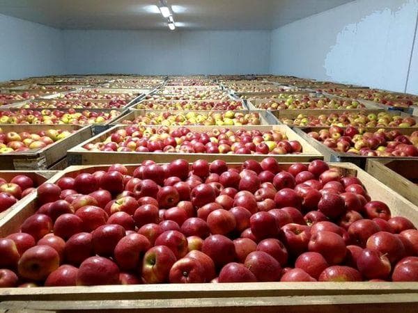 Conditions de conservation optimales pour les pommes