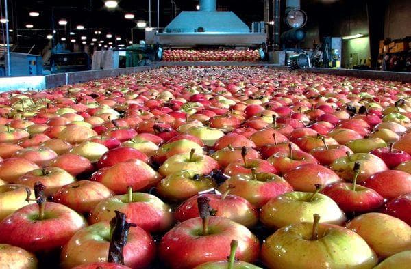 Transformation pour le stockage à long terme des pommes