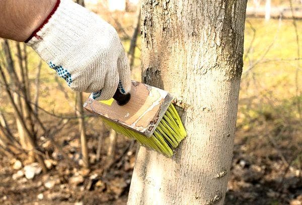 Blanchir les arbres devant la Trinité