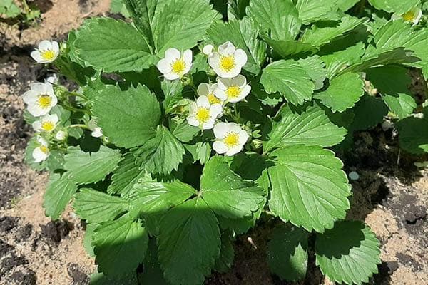 Fleurs de fraisier - 5 choses importantes pour une bonne récolte