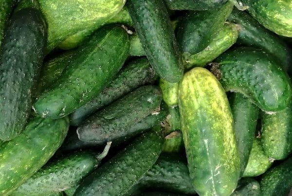 Conserver les concombres frais
