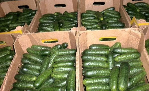 Boîtes de concombres