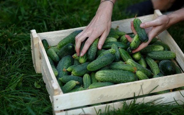 Tri préliminaire des concombres