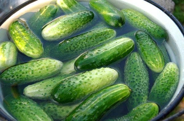 Concombres à l'eau