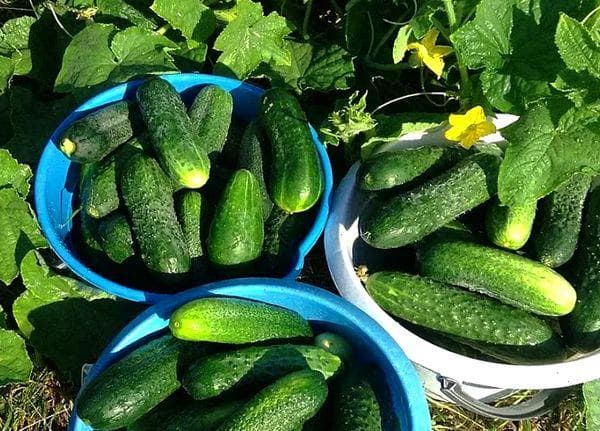 Récolte des concombres