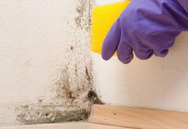 De la moisissure dans la maison