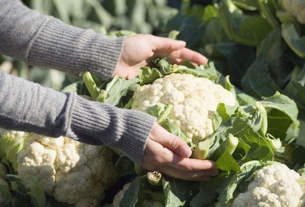 Récolte du chou-fleur