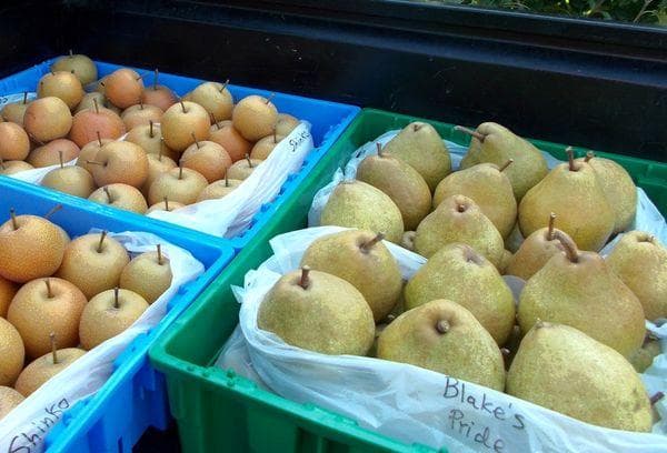 Règles de collecte et de préparation des poires pour le stockage hivernal