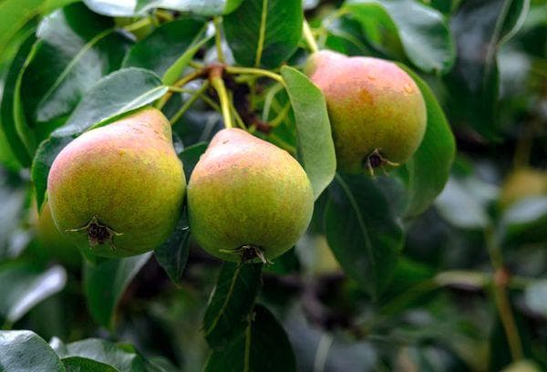 Variétés de poires d'automne