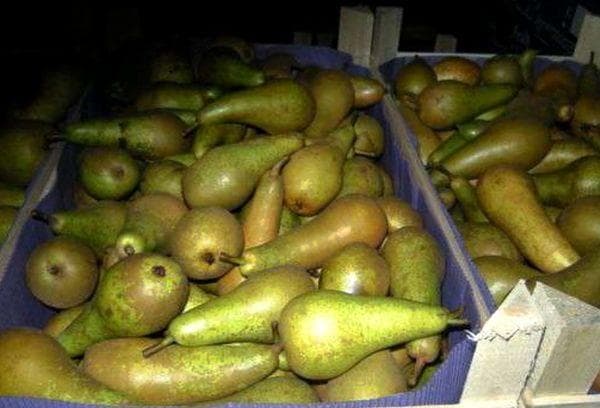 conditions de stockage des poires