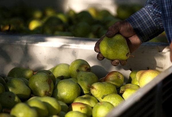 Sélection de fruits