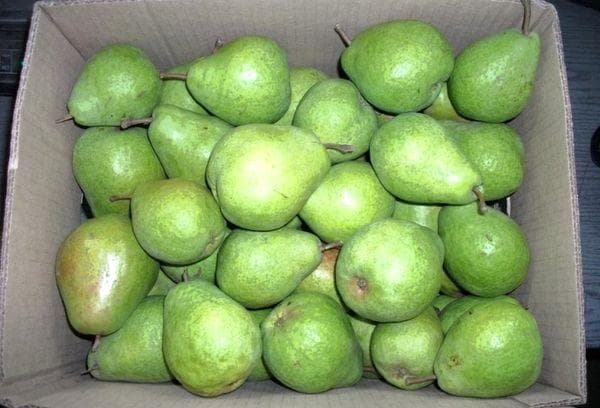 Boîte de poires vertes