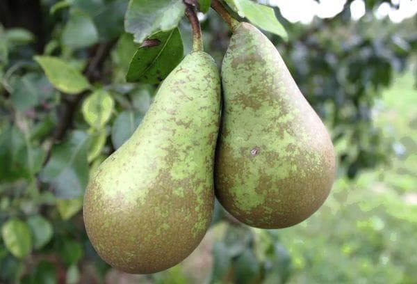 Deux poires sur une branche