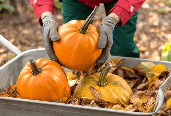 Récolte de citrouilles