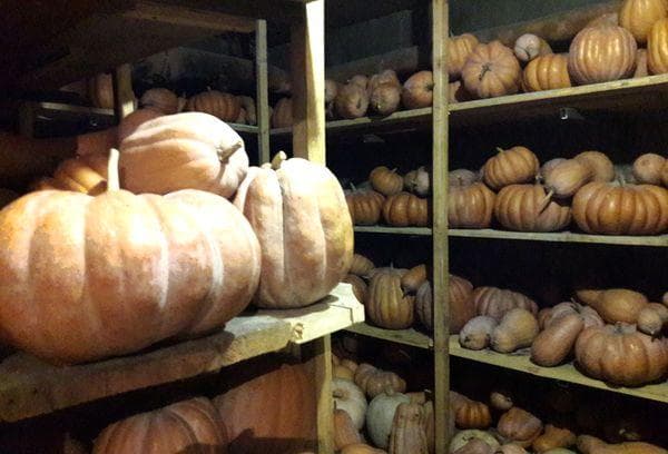 Conserver les citrouilles en cave