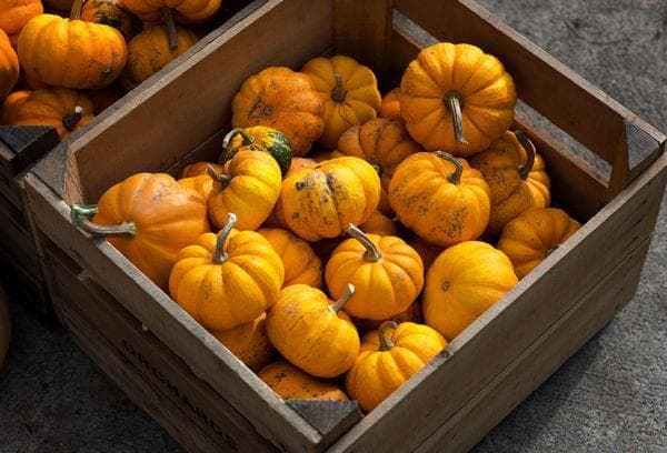 Citrouille dans une boîte