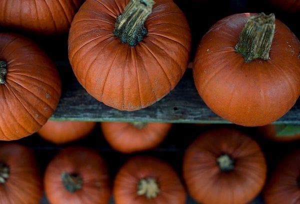Des citrouilles sur les étagères