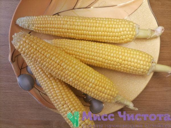 Cuisson du maïs photo 21