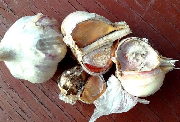 Dommages à l'ail par des champignons et des moisissures
