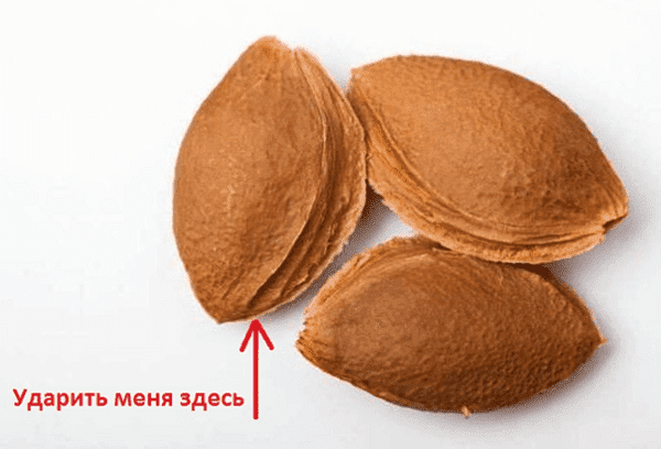 Les noyaux d'abricot