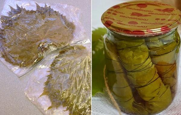 Conservation et congélation des feuilles de vigne