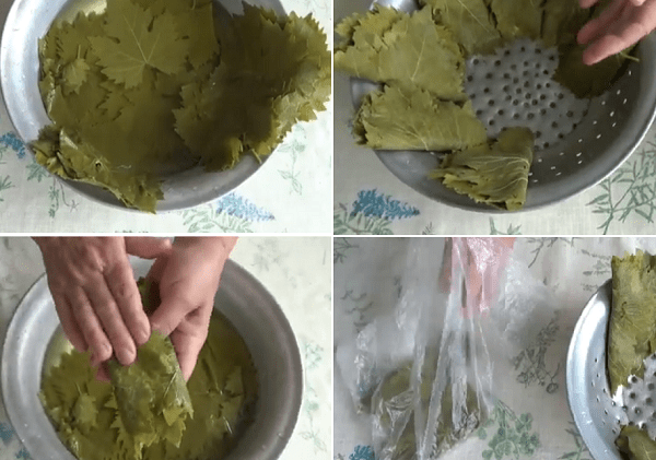 Récolte des feuilles de vigne