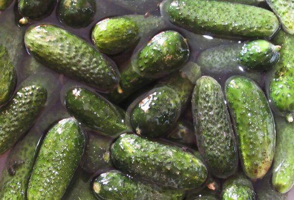 Concombres frais dans l'eau