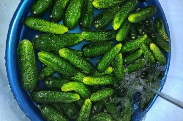Faire tremper les concombres