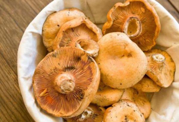 Bouchons de lait surgelés au safran