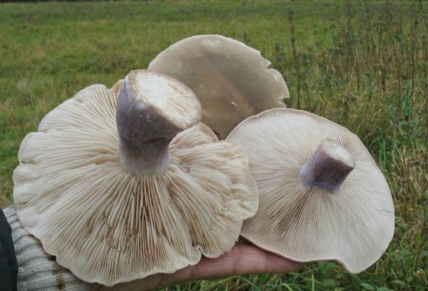 Champignons lamellaires